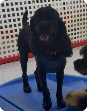 Hero the dog